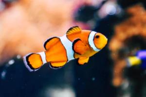 梅西领衔巴塞罗那迎战马德里竞技